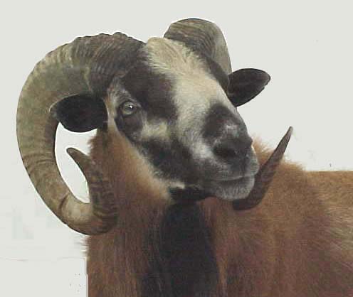 Cortez - Mature Ram